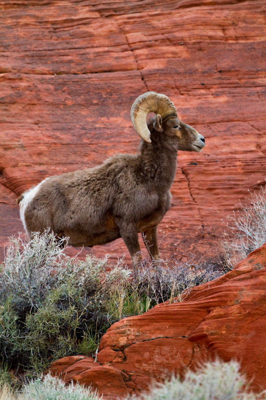 Bighorn On Slickrock